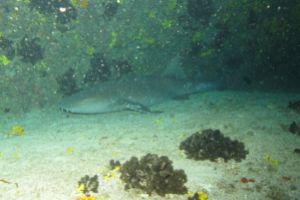 FAROL OASIS- CABO VERDE- AFRICA -  Cabo Verde Cape Verde