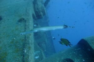 LAS ERAS-ARICO-TENERIFE-ESPAÑA - Santa Cruz de Tenerife Las Eras Spain