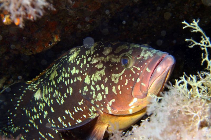 EL HIERRO - LA RESTINGA - EL RINCÓN - Santa Cruz de Tenerife La Restinga Spain