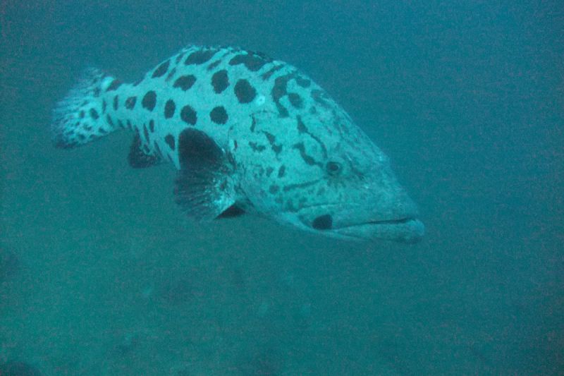 MANTA REEF SUR- TOFO- MOZAMBIQUE -  Tofo Mozambique