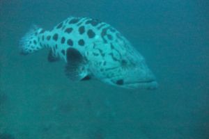 MANTA REEF SUR- TOFO- MOZAMBIQUE -  Tofo Mozambique