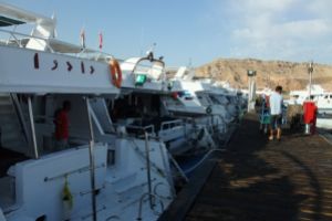 EGIPTO, MAR ROJO, JACKFISH ALLEY -  Sharm el-Sheij Egypt