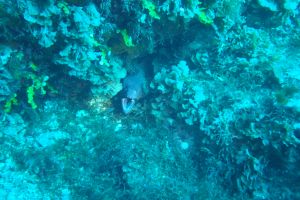 ISLAS COLUMBRETES- CASTELLON- ESPAÑA - Castellón Islas columbretes Spain foto 3