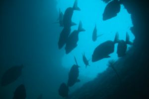 ISLAS MEDAS-GERONA- ESPAÑA - Girona Islas Medas Spain