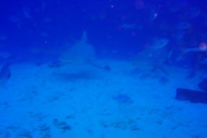 LOS TOROS- PLAYA DEL CARMEN- MEXICO - Quintana Roo Playa del Carmen Mexico