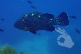 PILES I- CABO DE PALOS- ESPAÑA - Murcia Cabo de Palos  España