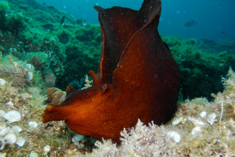 ROCA ASUNCIÓN - Girona Tossa de Mar Spain