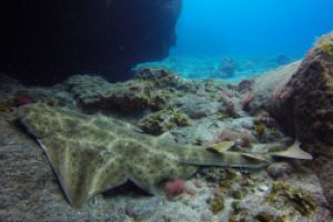 COLADAS DE TENO - Santa Cruz de Tenerife Playa Punta de Teno (la ballenita) España foto 3