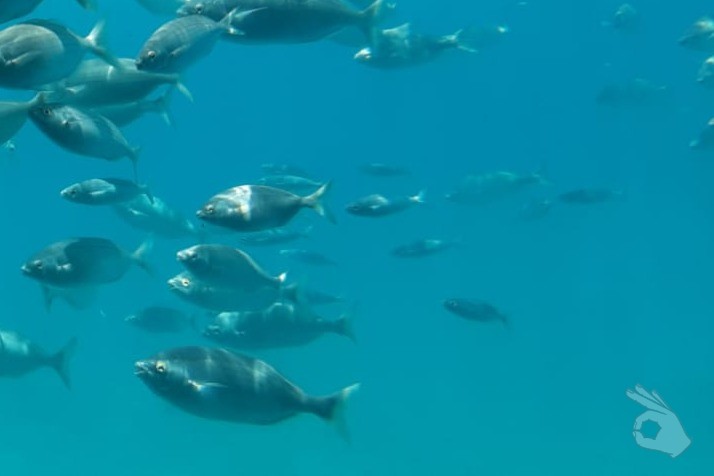 PLAYA DE JABLITO - Las Palmas La Oliva España