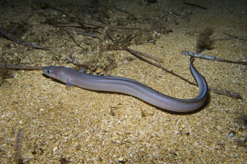 LA CATEDRAL - Almería San Juan de los Terreros  España
