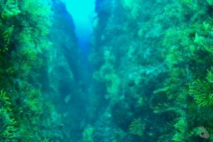 CANONS DE TAMARIU (CAÑONES DE TAMARIU) - Girona Palamós Spain