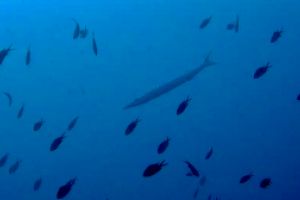 CANONS DE TAMARIU (CAÑONES DE TAMARIU) - Girona Palamós Spain foto 10