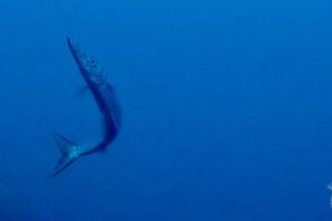 CANONS DE TAMARIU (CAÑONES DE TAMARIU) - Girona Palamós Spain foto 11