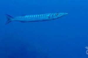 CANONS DE TAMARIU (CAÑONES DE TAMARIU) - Girona Palamós Spain foto 12