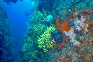 CANONS DE TAMARIU (CAÑONES DE TAMARIU) - Girona Palamós Spain foto 5