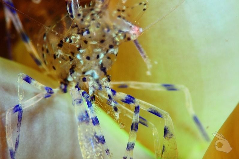 EL NEGRE - BARCELONA - MATARÓ - Barcelona Mataró Spain