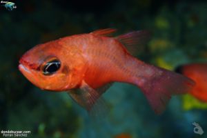 Salmonete | EL NEGRE - BARCELONA - MATARÓ - Barcelona Mataró Spain foto 1