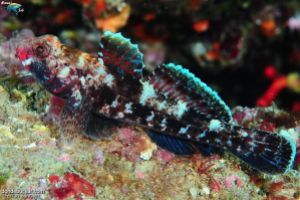 EL NEGRE - BARCELONA - MATARÓ - Barcelona Mataró Spain foto 2