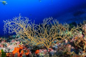 barra nova | BARRA NOVA - Barcelona Mataro Spain foto 1