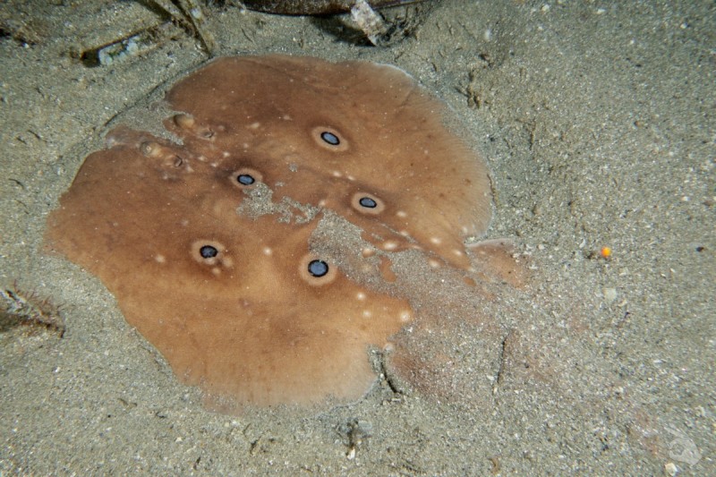 XORI B - Barcelona Mataró España