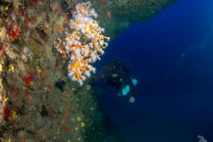 Lanzarote Dive Centre Foto 7