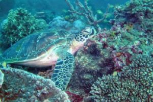 TitanBlueDivers Foto 3