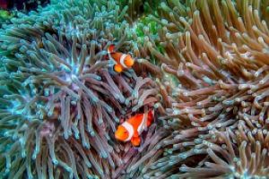 TitanBlueDivers Foto 4