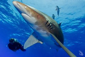 Mar Rojo Norte + Brothers Foto 2