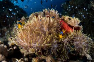 ANEMONE CITY, SHARK & YOLANDA REEF   -  Sharm el Sheikh Egipto