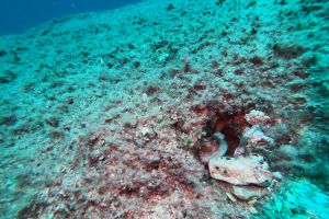 ARCOS - ISLA DE BENIDORM - Alicante Villajoyosa Spain foto 2