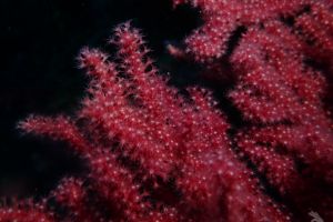 DIVING CENTER POSEIDON ROSES Foto 8