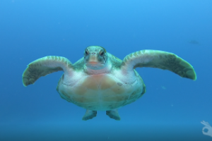 See you Diving Foto 1