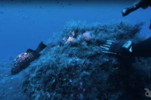 Mero | RESERVA EL TORO - Baleares El Toro Spain foto 1