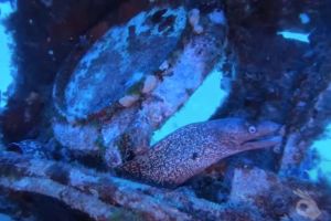 1 | PECIO PETER VAN DANCING - MALLORCA - Baleares Felanitx Spain foto 1