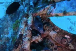 PECIO PETER VAN DANCING - MALLORCA - Baleares Felanitx Spain foto 2