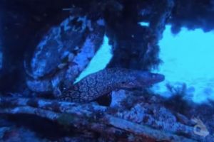 PECIO PETER VAN DANCING - MALLORCA - Baleares Felanitx Spain foto 3