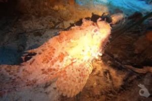 PECIO PETER VAN DANCING - MALLORCA - Baleares Felanitx Spain foto 6