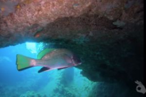 CALA LLITERAS - MALLORCA - BALEARES - Baleares Cala Lliteres Spain foto 5