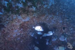 FARALLÓ DE CALA GAT . CALA RATJADA. RESERVA DE LLEVANT - Baleares Cala Gat España foto 2