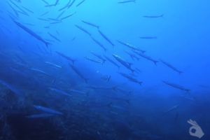 FARALLÓ DE CALA GAT . CALA RATJADA. RESERVA DE LLEVANT - Baleares Cala Gat España foto 3