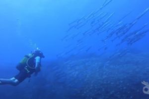 FARALLÓ DE CALA GAT . CALA RATJADA. RESERVA DE LLEVANT - Baleares Cala Gat España foto 4