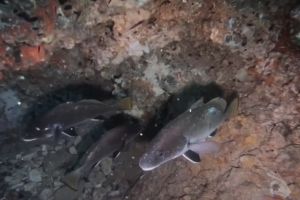 FARALLÓ DE CALA GAT . CALA RATJADA. RESERVA DE LLEVANT - Baleares Cala Gat España foto 6