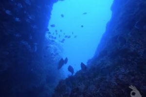 FARALLÓ DE CALA GAT . CALA RATJADA. RESERVA DE LLEVANT - Baleares Cala Gat España foto 8