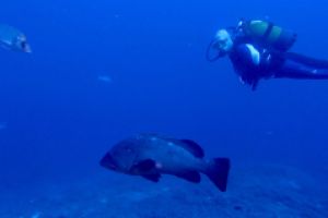  EL TORO - CALVIÀ- RESERVA EL TORO - Baleares PUERTO ADRIANO Spain foto 10