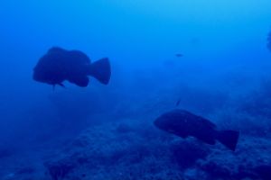  EL TORO - CALVIÀ- RESERVA EL TORO - Baleares PUERTO ADRIANO Spain foto 11