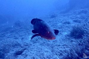  EL TORO - CALVIÀ- RESERVA EL TORO - Baleares PUERTO ADRIANO Spain foto 12