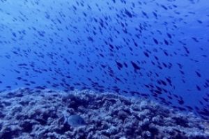  EL TORO - CALVIÀ- RESERVA EL TORO - Baleares PUERTO ADRIANO Spain foto 17