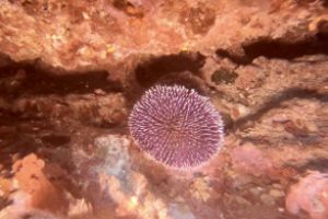  EL TORO - CALVIÀ- RESERVA EL TORO - Baleares PUERTO ADRIANO Spain foto 2