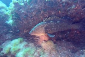  EL TORO - CALVIÀ- RESERVA EL TORO - Baleares PUERTO ADRIANO Spain foto 3