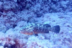  EL TORO - CALVIÀ- RESERVA EL TORO - Baleares PUERTO ADRIANO Spain foto 4